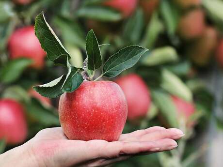 Foire aux pommes de Marigné