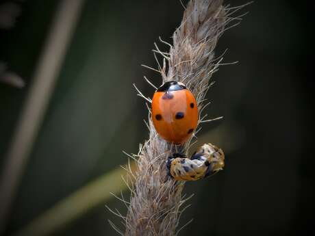 Les coccinelles s’invitent au jardin