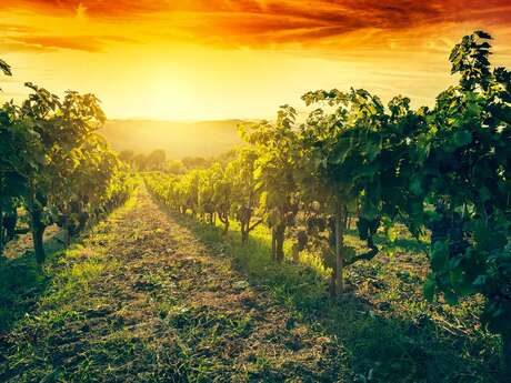 VIGNOBLE FIOLEAU