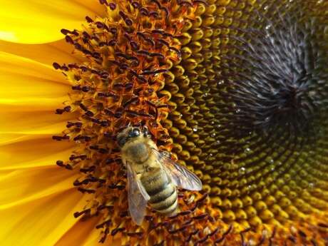 Sauvez les abeilles!