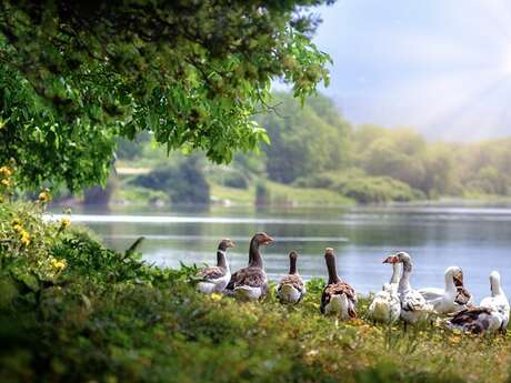 Découverte des oiseaux d'eau