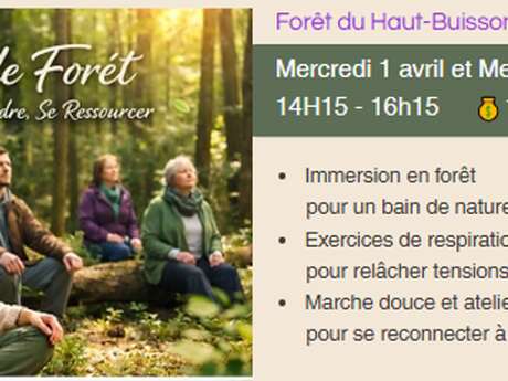 Bain de forêt  Forêt du Haut Buisson
