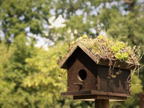 Accueillir les oiseaux au jardin