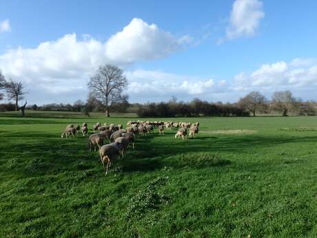 Les Brebis Anjouées - Benoît et Marguerite Pavec