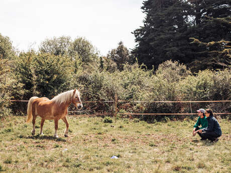 Equicoaching - Bien être par le cheval avec Cavalcoaching