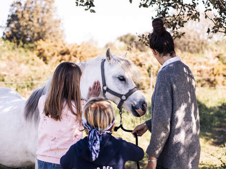 Stage enfant "Découverte des émotions" avec le cheval - Cavalcoaching