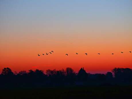 Les héros de la nuit : magie nocturne et marais mystérieux