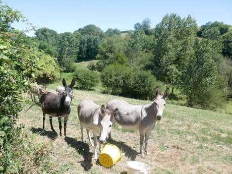 GÎTE "LE PETIT BALED" À LA FERME DANS LE BOCAGE VENDÉEN