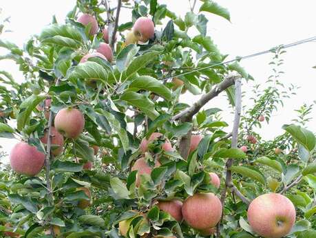 Jacques Brécheteau -  EARL Brécheteau