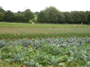 DES CLICS AU POTAGER