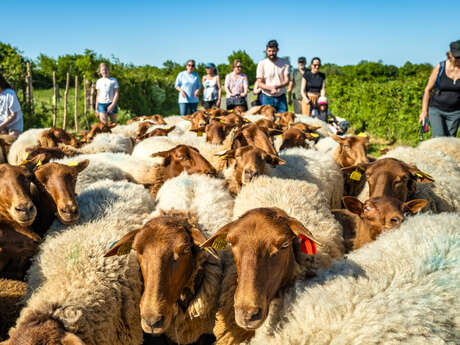 Apéro Transhumance