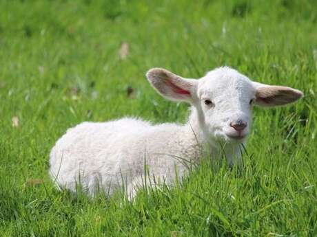 Agneaux des prés