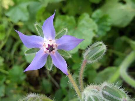 Formation en permaculture  - Le potager au fil des saisons : concevoir et entretenir un jardin en permaculture
