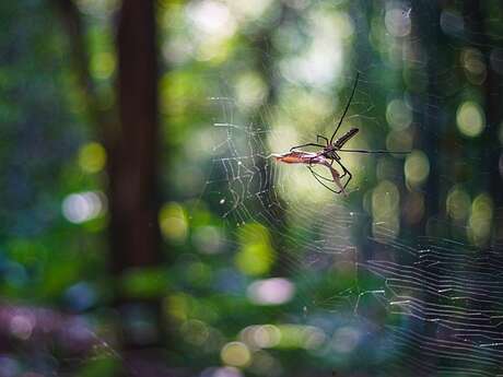 Fascinantes araignées