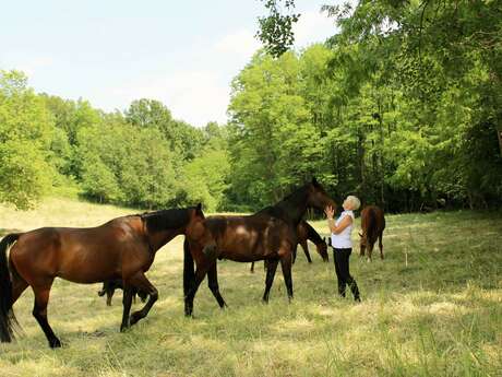 Une journée avec les chevaux en pleine nature (+12 ans)