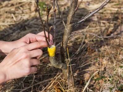 Stage de greffe des arbres fruitiers