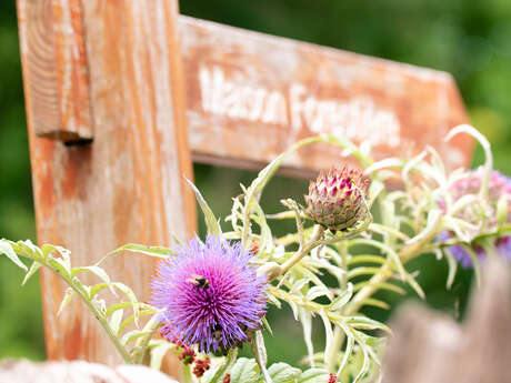 Plante sauvage comestible