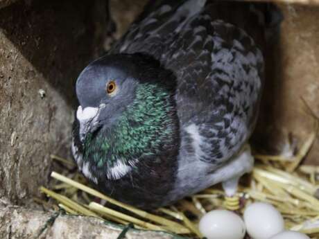 Les Pigeonneaux du Stade - Dominique et Karine Fouchard