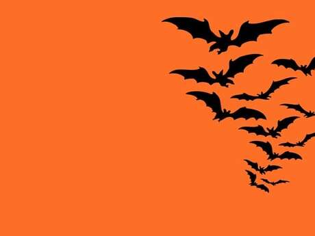 Découverte des chauves-souris