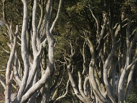 La richesse des haies au printemps