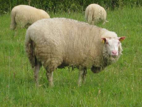 FERME DU MOUTON VERT