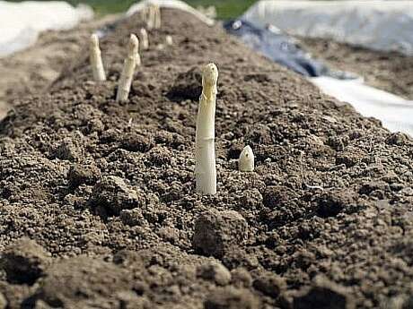 PRODUCTION D'ASPERGES