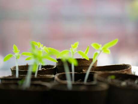 Échange de plants au Verger Patrimonial