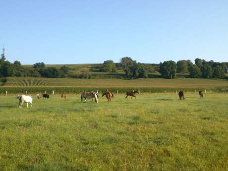 Ecurie de la Bourrelière