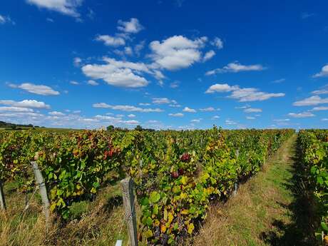 CIRCUIT PÉDESTRE LES VIGNES