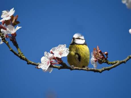 RDV aux Jardins  : À la découverte des oiseaux des jardins de Fontenay-le-Comte