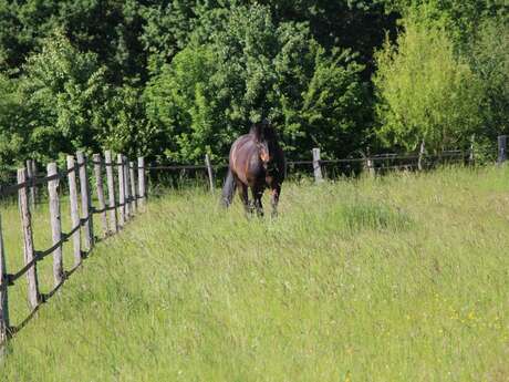 Écurie Seven Passion