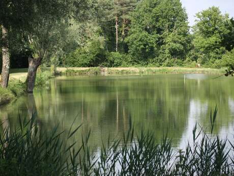 Le Sentier de l'Etang d'Arbonneau