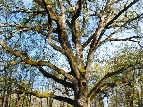 Secrets de Pays : A la rencontre des arbres remarquables de la forêt de Scévolles