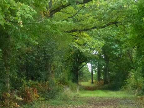 Chemin de Bonnefond