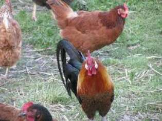 Volaille de La Ferme de Lagorce