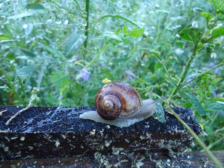 Des Escargots sur un Plateau