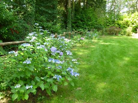 Jardin Hydrangéas et Cie