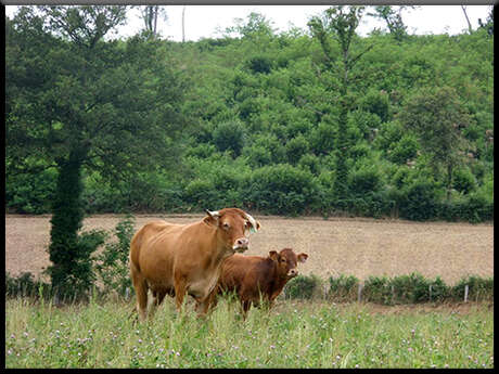 La Ferme des Collet à Vicq-Sur-Breuilh