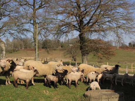 Domaine du Mazet - viande d'agneau et plantes médicinales Bio