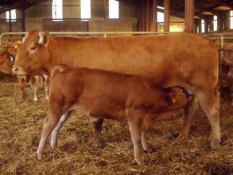 Gaec Couinou - viande limousine