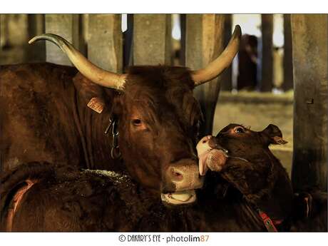 Ferme de Châtres - Viande bovine et produits laitiers