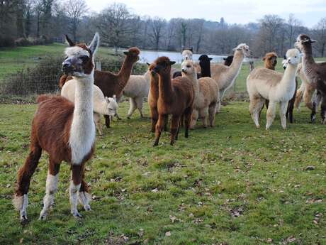 Bonheur Alpacas -Laine d'alpagas