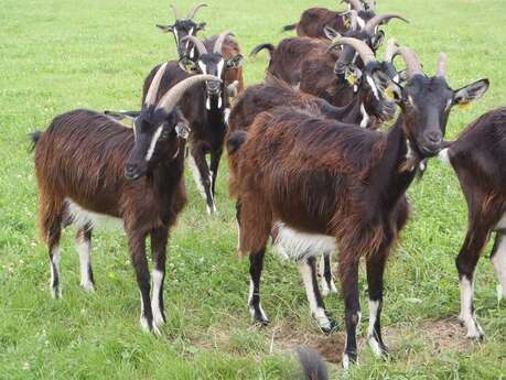 Ferme des Barres -  Produits laitiers et viande Highland