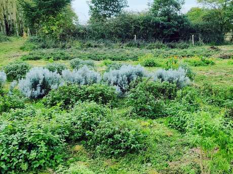 La Chouette Douceur - Plantes aromatiques et médicinales