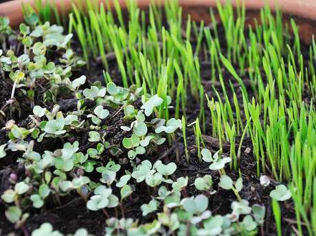 Les Pousses Vertes - Légumes et micro pousses