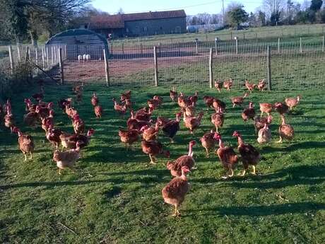 Volailles et oeufs fermiers de la ferme des Chabo'T