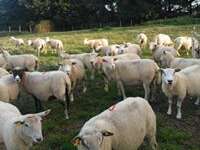 Viande ovine et volailles de la Ferme-Auberge Lacour de Bayerie