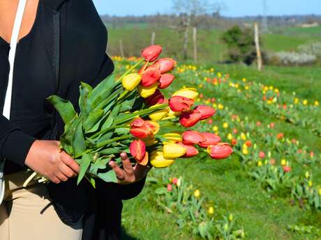 Texon tulipes