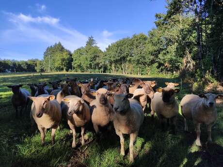 GRP® Monts et Barrages en Limousin - Etape 5 - De Nedde à Eymoutiers