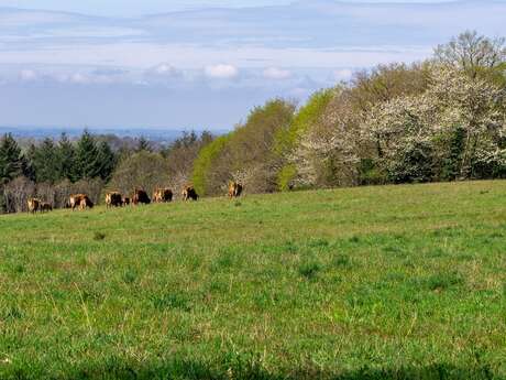 Boucle des chemins creux